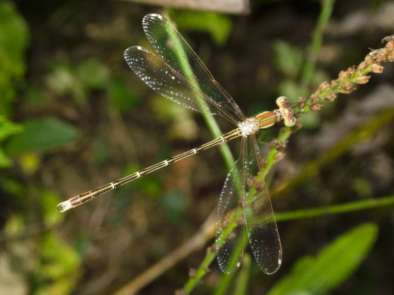 Lestes barbarus (Fabricius, 1798)